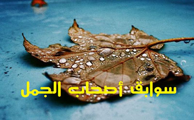  سوابق أصحاب الجمل